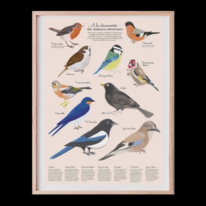 Affiche Educative A3, les oiseaux du jardin