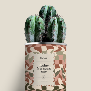 Plante - Today is a good day - Aloé/Cactus