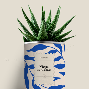 Plante - Viens on sème - Aloé/Cactus