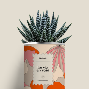 Plante - La vie en rose - Aloé/Cactus