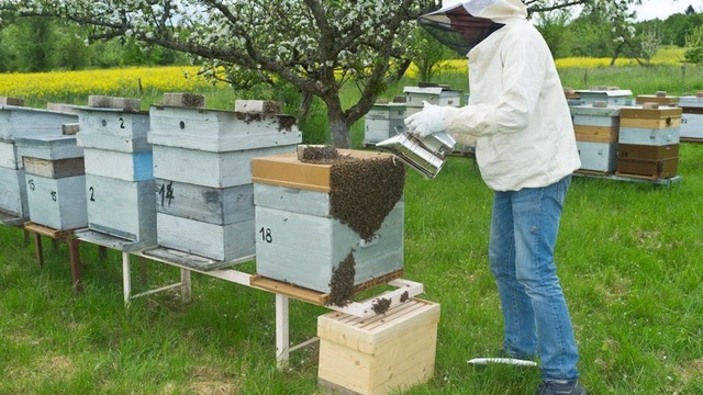 Cuillère-ruche Abeille pour Miel - La Boutique du Futur